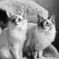 Vilda & Tesla